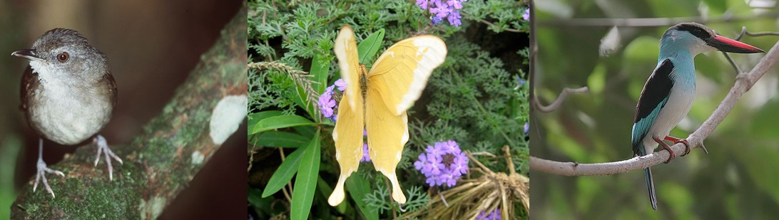 birds-butterflies-kibale