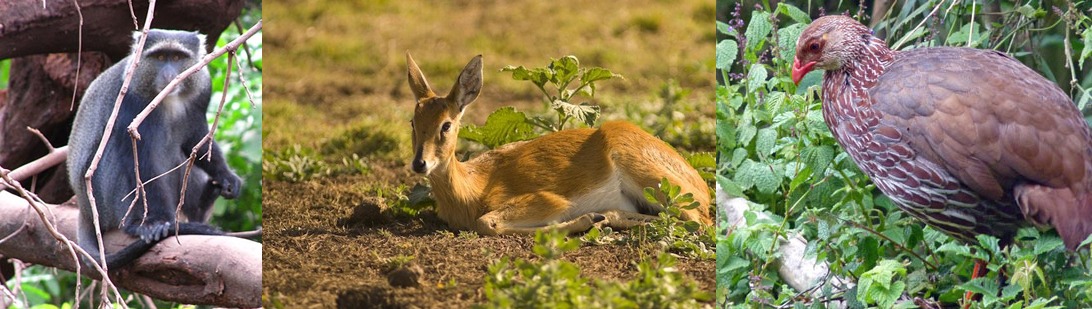 birds-bwindi-forest-np