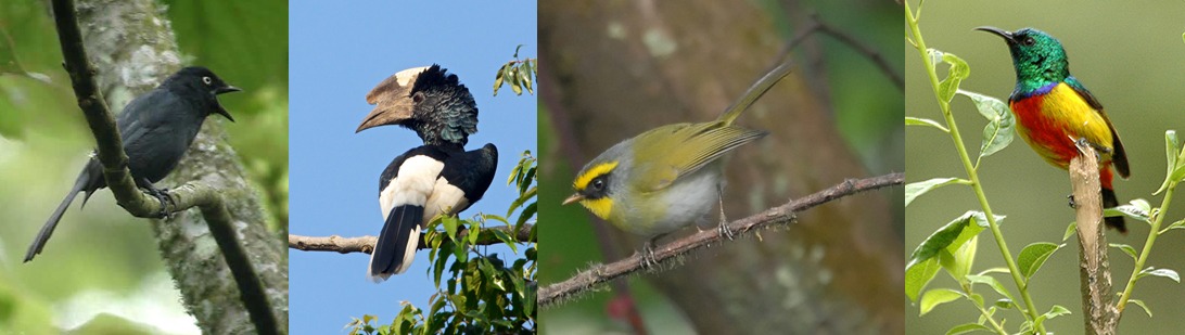 Birds in Nyungwe National Park