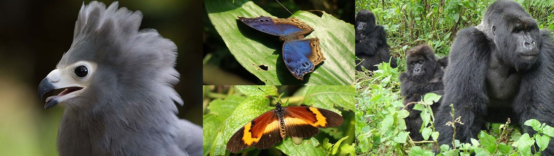 bwindi-forest-national-park