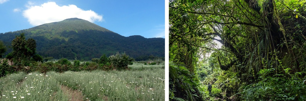 flora-virunga-volcanoes