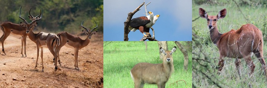 game-drive-in-lake-mburo