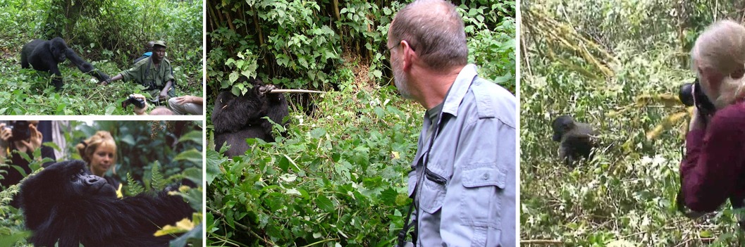 gorilla-trekking-uganda