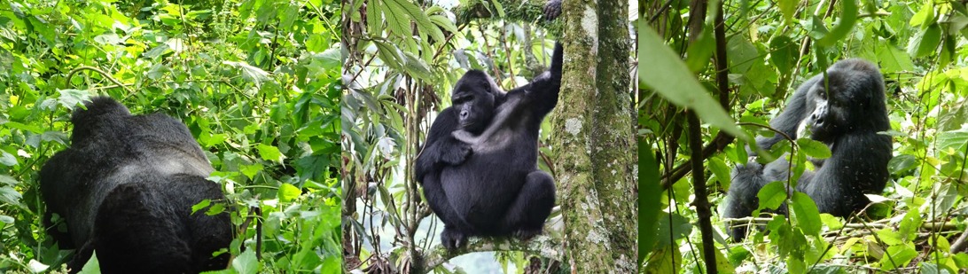 gorillas-in-bwindi