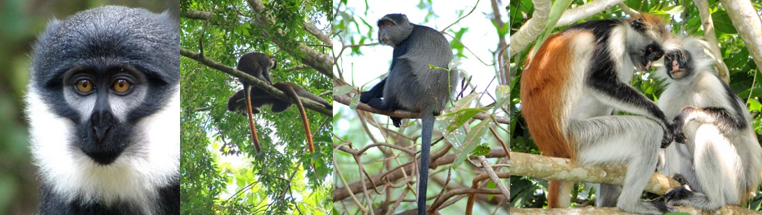 kibale-national-par-primates