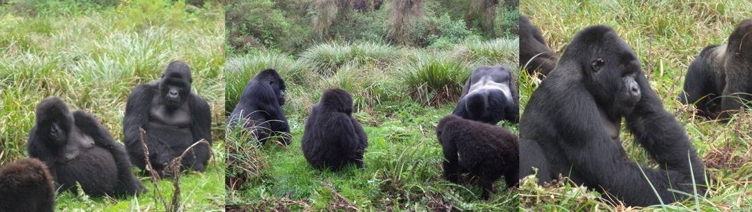 rwanda-gorilla-families