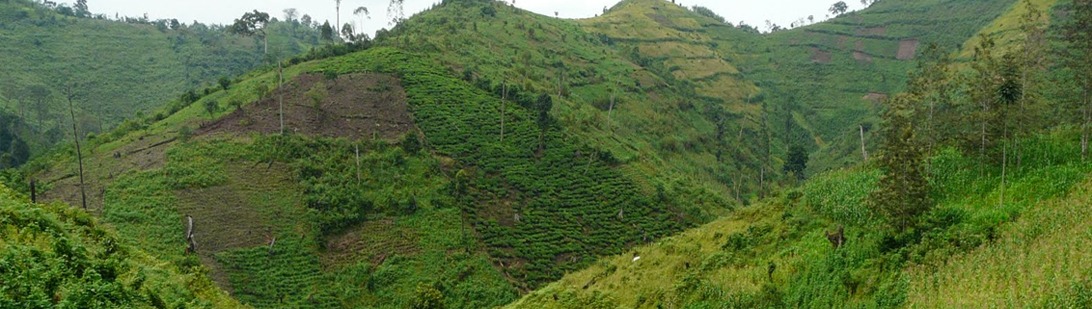 vegetation-bwindi