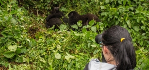 Gorilla Trekking in Rwanda