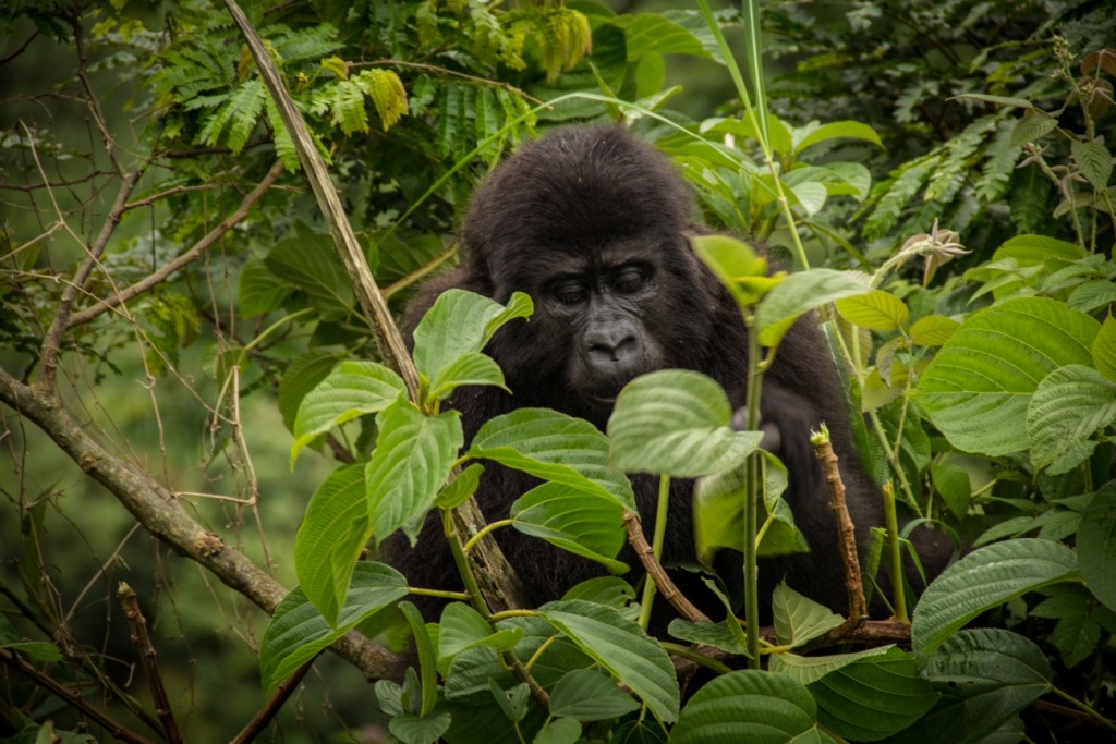 Gorilla Safari In Uganda Bwindi