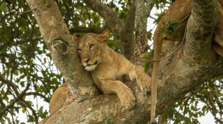 3 Days Uganda Wildlife Safari to Queen Elizabeth National Park