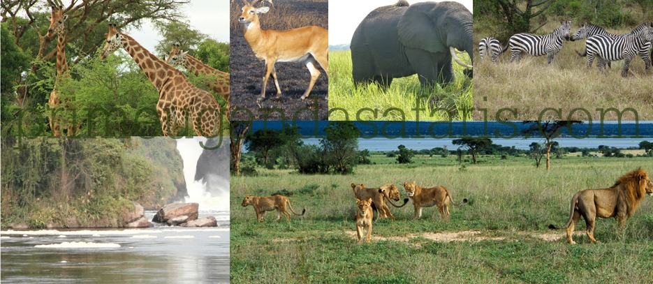 murchison falls uganda