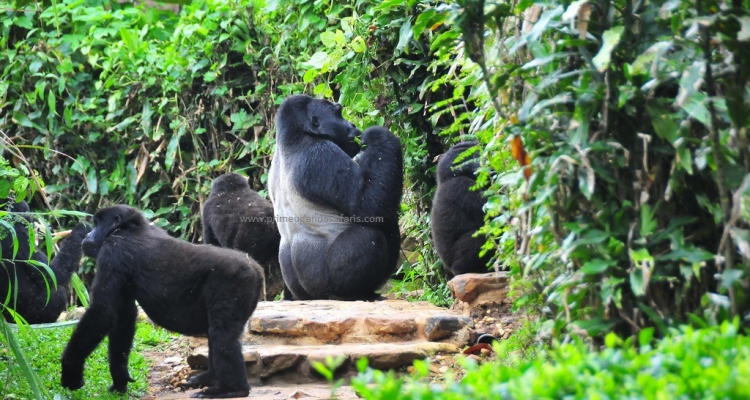 9 Days Rwanda Gorilla Safari, Chimpanzee trekking & Canopy walk