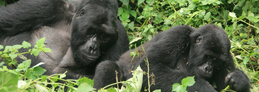 2 Days Gorilla Safari in Uganda from Kigali Rwanda