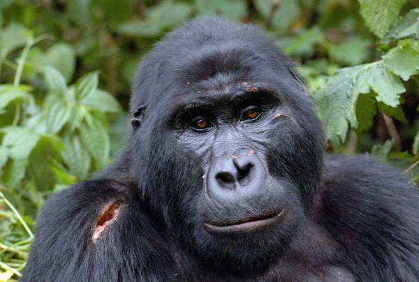 Uganda and Kenya Safaris