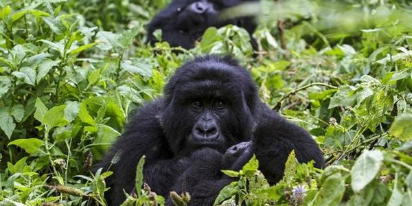 Mountain gorillas resting in lush green vegetation in Uganda