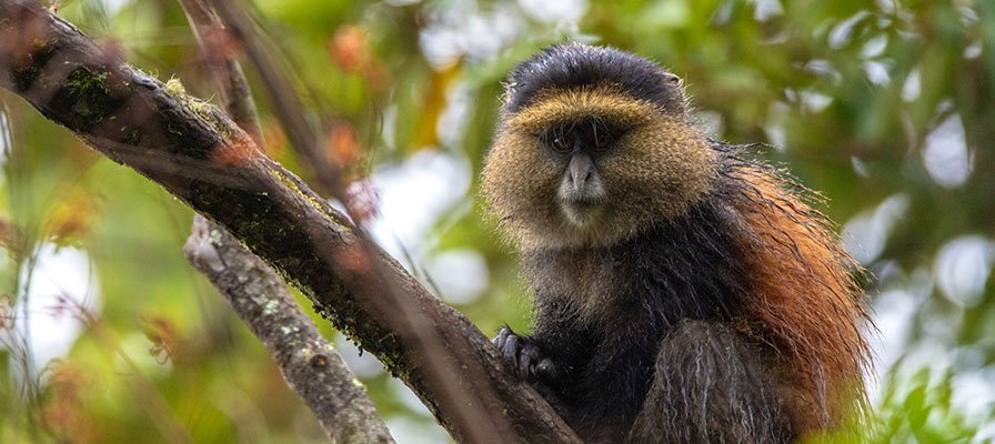 11 Days Rwanda Safari