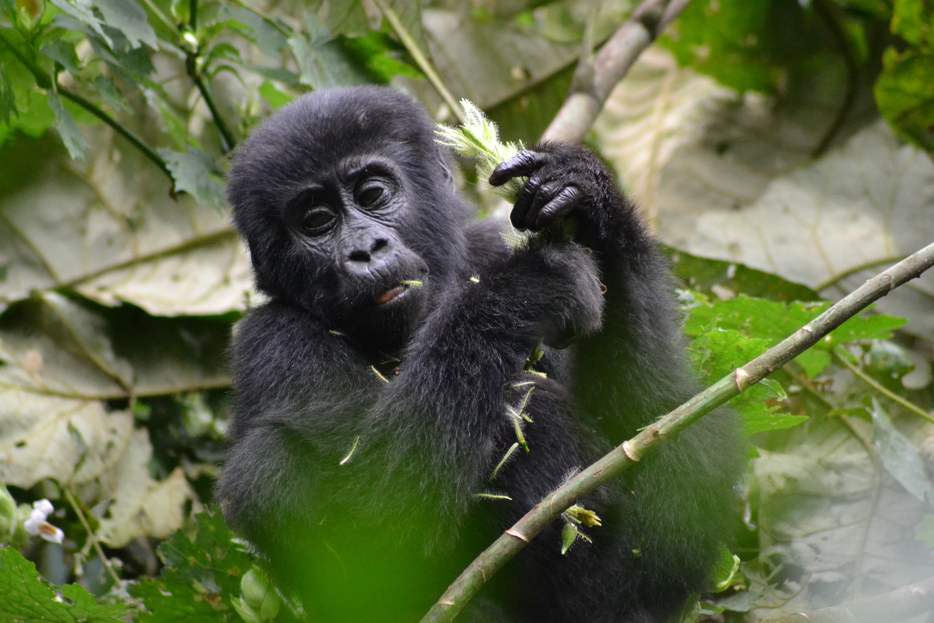 8 Days Safari Uganda Tour- Gorilla Trekking, Chimpanzee Tracking, Wildlife Viewing Uganda Tour,