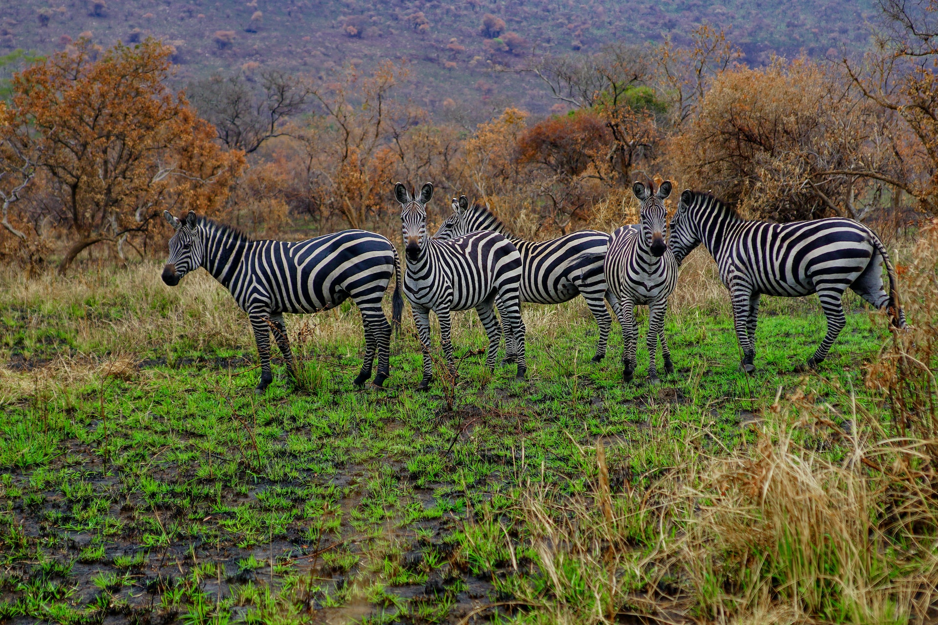 3 Days Akagera Safari - Rwanda Wildlife Safari To Akagera National Park