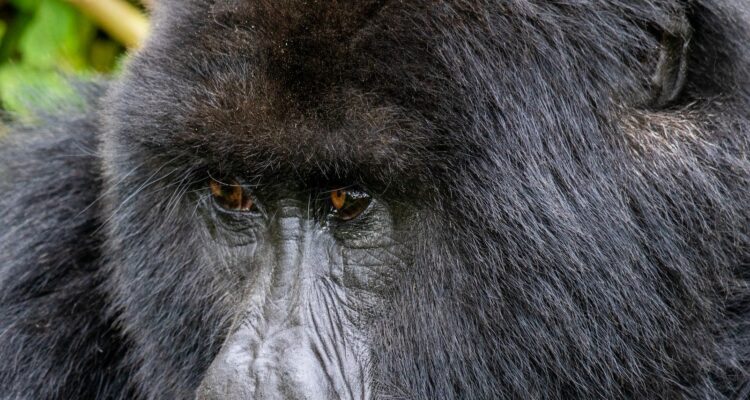 5 Days Uganda Safari Tour, Gorilla Trekking, Wildlife Viewing, Community Tour, Lake Bunyonyi