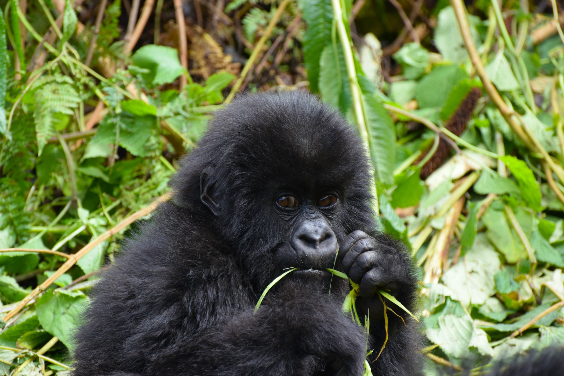 What to see in Rwanda