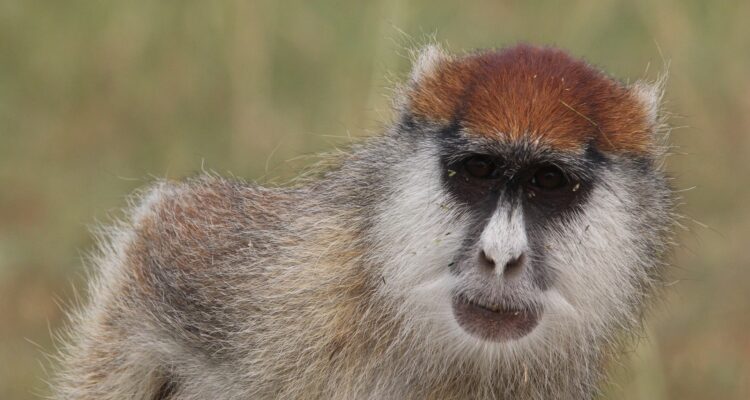 3 Days Rwanda Safari Tour - Gorilla Trekking & Golden Monkey Tracking In Volcanoes National Park