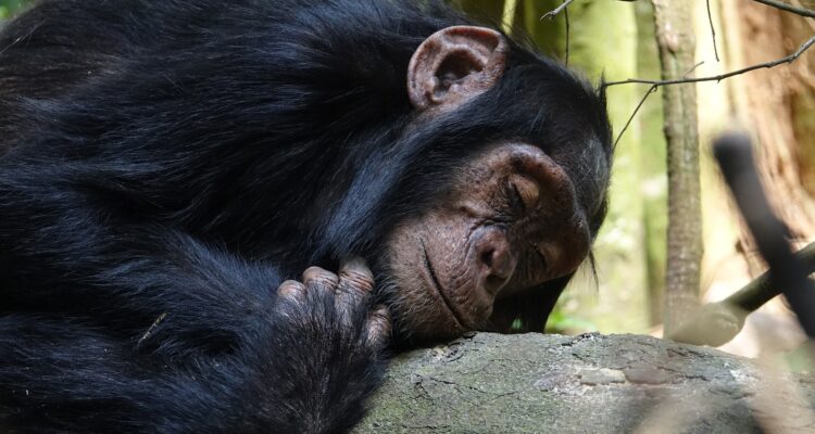 13 Days Uganda Safari Tour- Gorilla Trekking in Bwindi, Chimpanzee Tracking in Kibale, Wildlife Viewing Community Tours