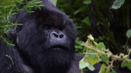 12 Days Uganda Safari Tour, Gorilla Trekking, Chimpanzee Tracking, Wildlife Viewing, Community Tours
