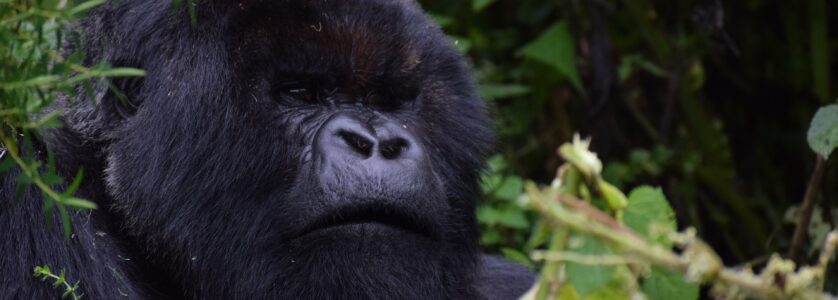 12 Days Uganda Safari Tour, Gorilla Trekking, Chimpanzee Tracking, Wildlife Viewing, Community Tours