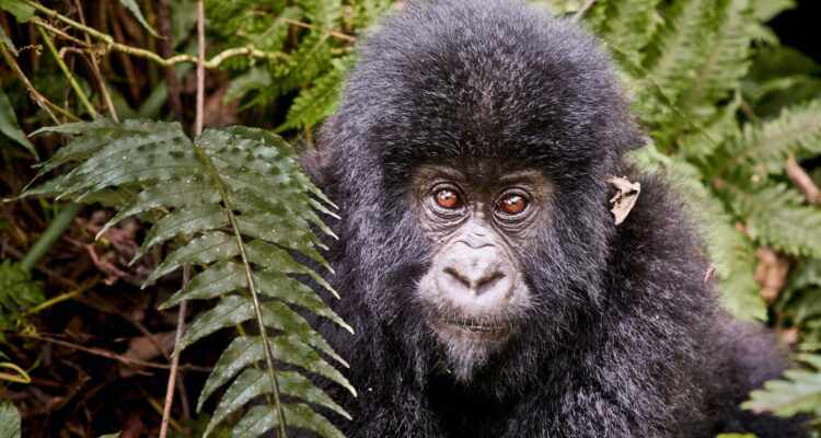10 Days Safari Uganda Tour - Gorilla Trekking, Chimpanzee Tracking, Wildlife Safari in Uganda, Community and Lake Bunyonyi