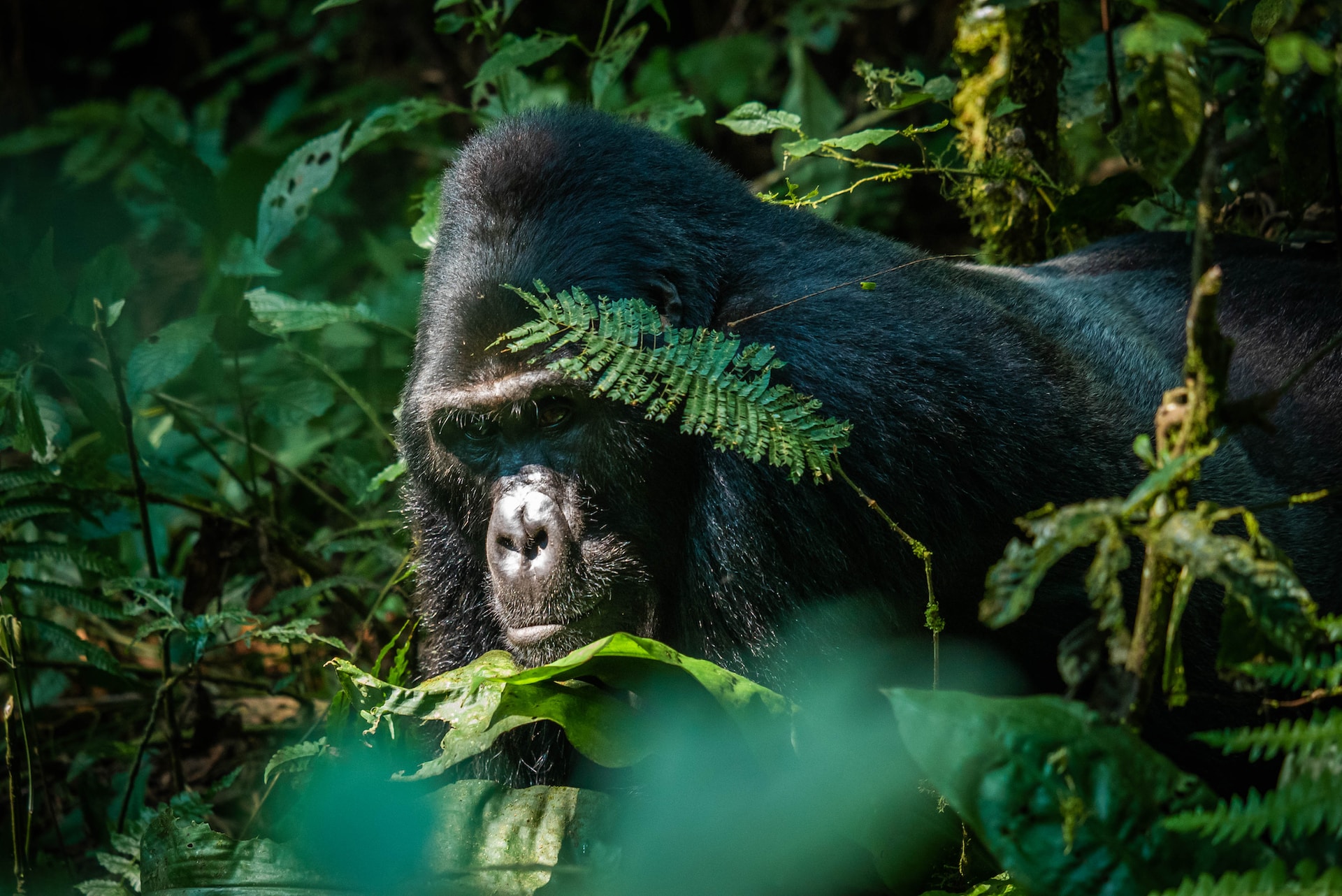 5 Days Safari In Rwanda - Gorilla Trekking, Wildlife Safari, Kigali City Tour
