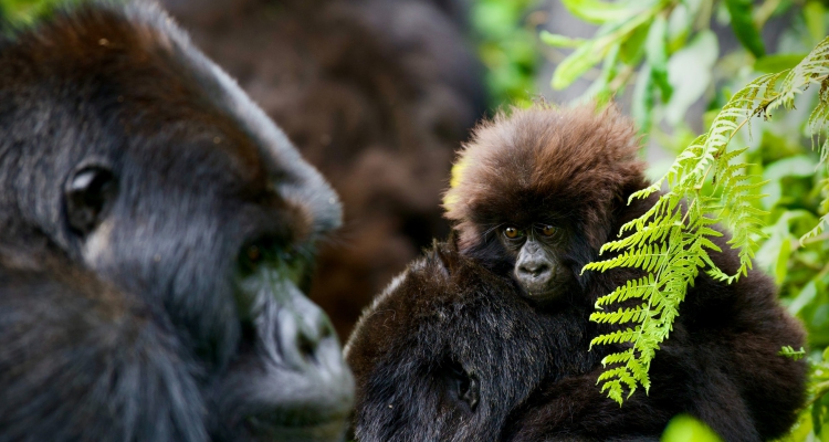4 Days Safari Uganda Tour, Gorilla Trekking, Wildlife Viewing Trip, Community Tour
