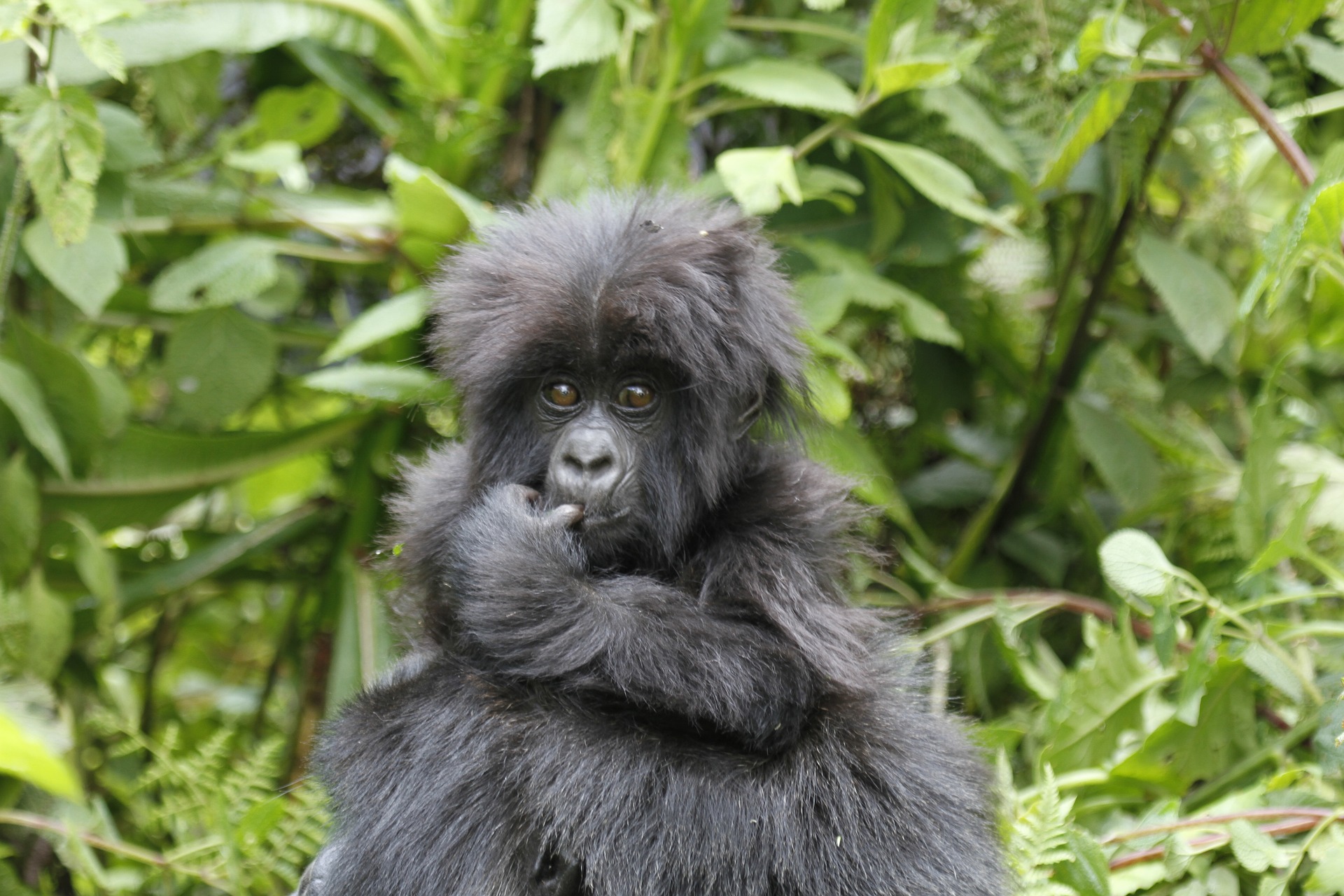 6 Days Safari Uganda Tour, Gorilla Trekking in Mgahinga Gorilla Park, Wildlife Safari in Lake Mburo Park