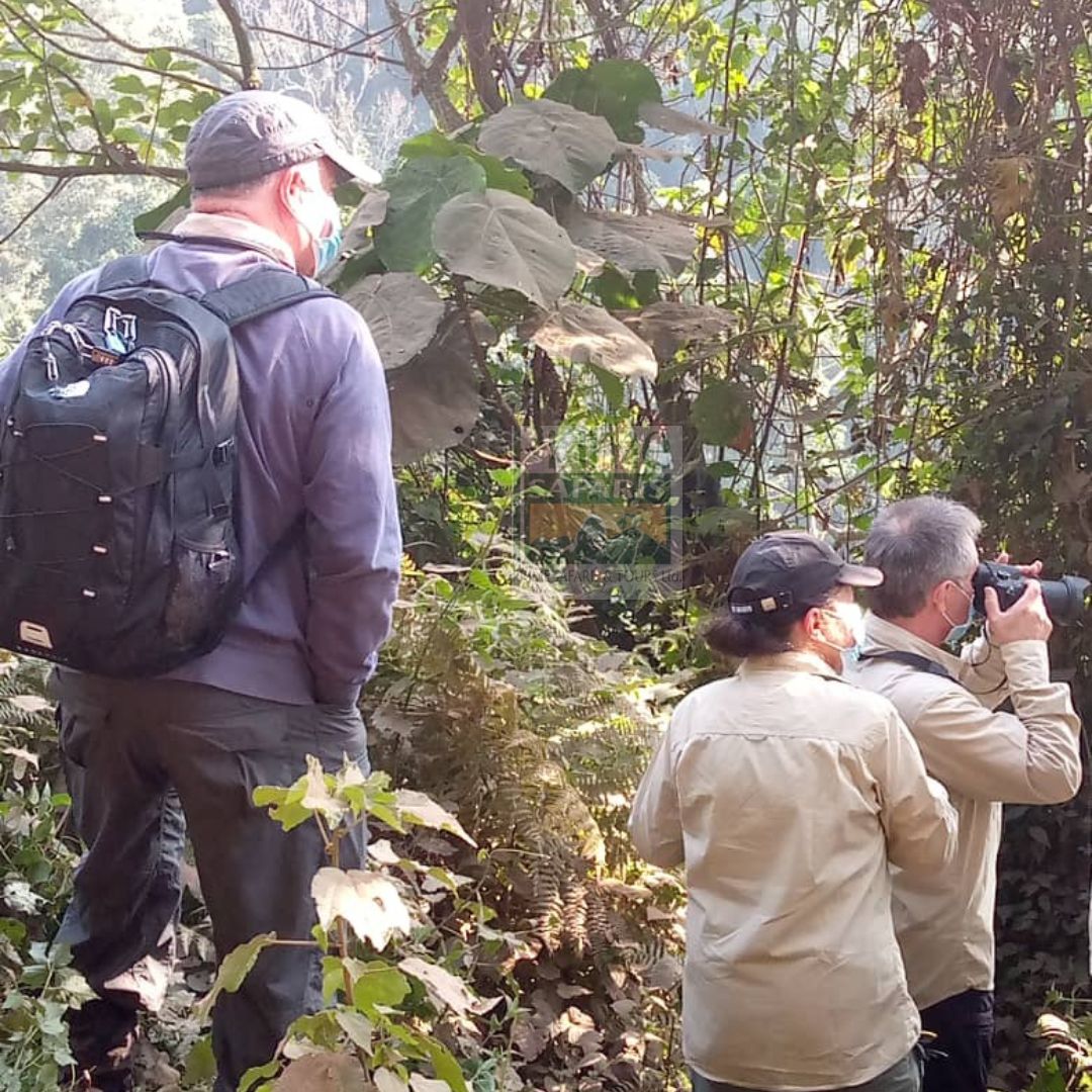 Uganda Gorilla Trekking