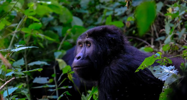 Uganda Holiday Types