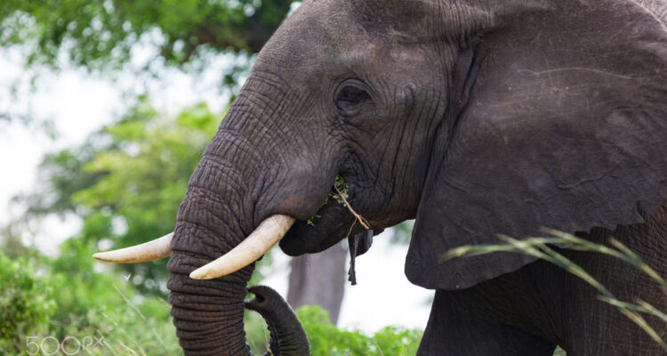 Akagera National Park