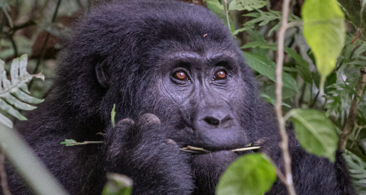Gorilla Trekking in Volcanoes National Park