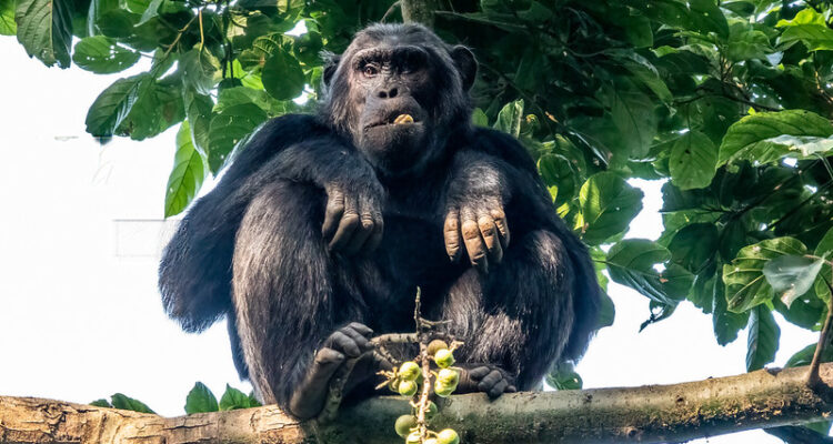 Chimpanzee In Nyungwe National Park, Rwanda