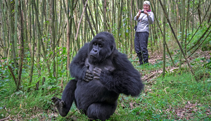 9 Days Rwanda Safari