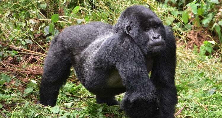 mountain gorilla of volcanoes national park