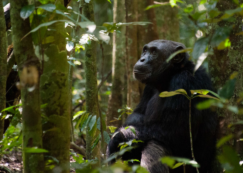 Kibale Forest Chimpanzee