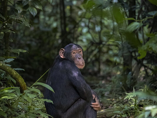 chimpanzee-in-kibale-forest-uganda