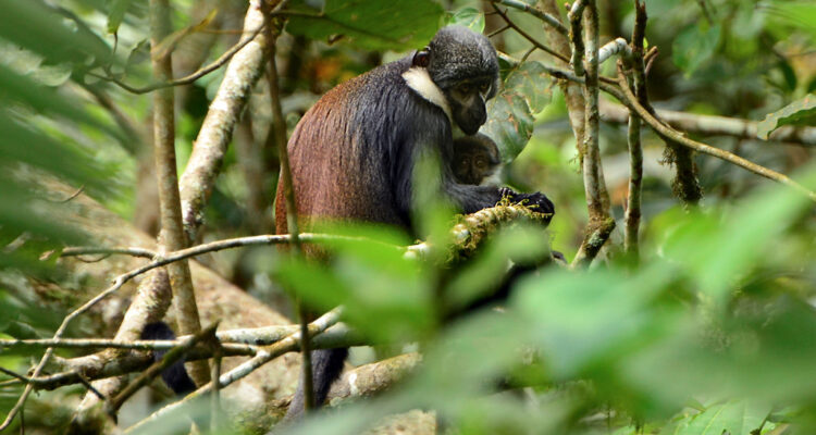 colobus monkey in Bigodi Swamp, Uganda