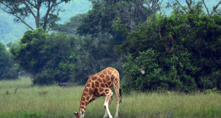 Rothchild Girraffe in uganda Murchison Falls National Park