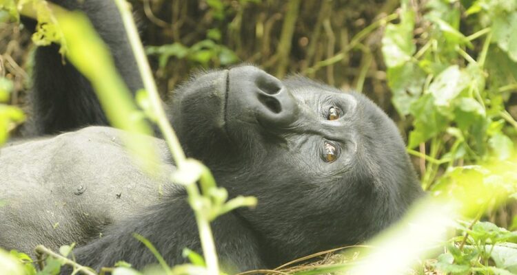 Uganda Gorilla