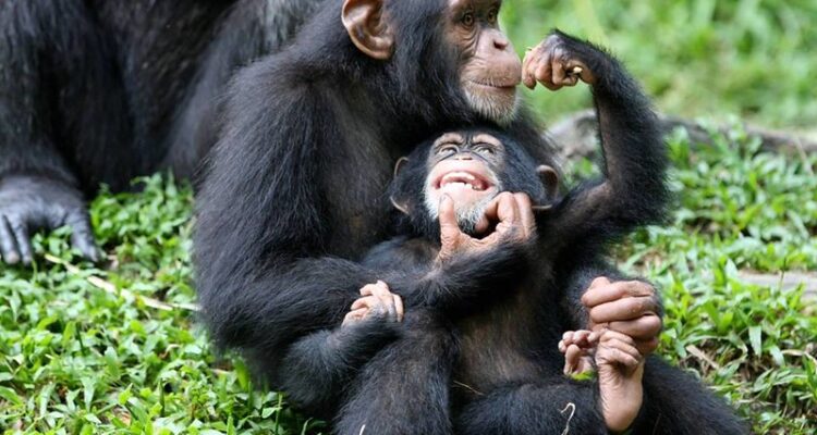 Uganda Rwanda chimpanzee