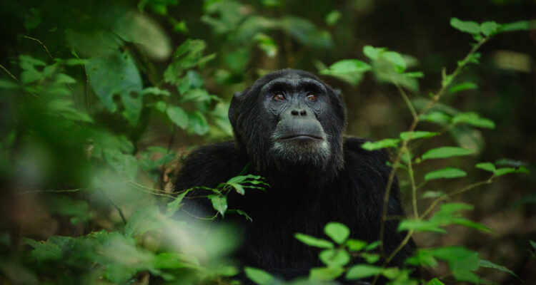 chimpanzee-in-kibale-forest uganda