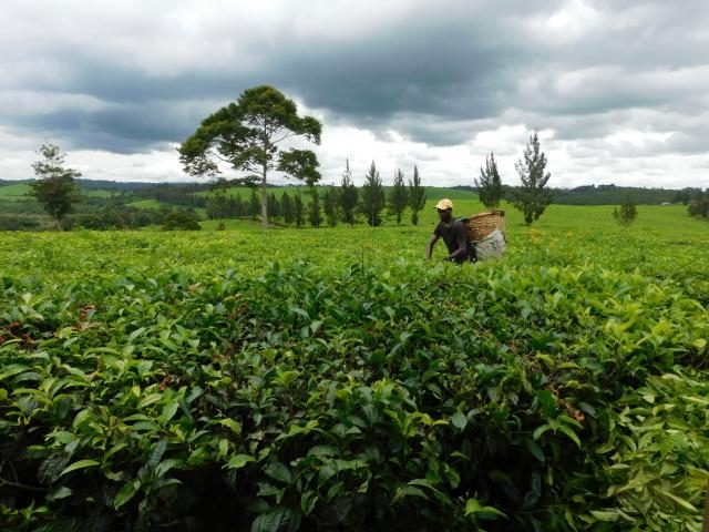 mpanga-tea-estate