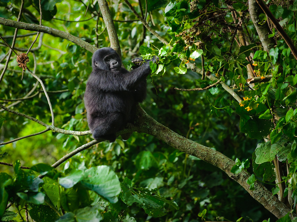 Uganda Wildlife Safaris