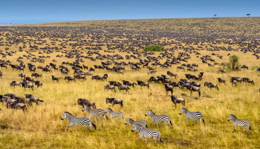 Uganda Rwanda Kenya safaris