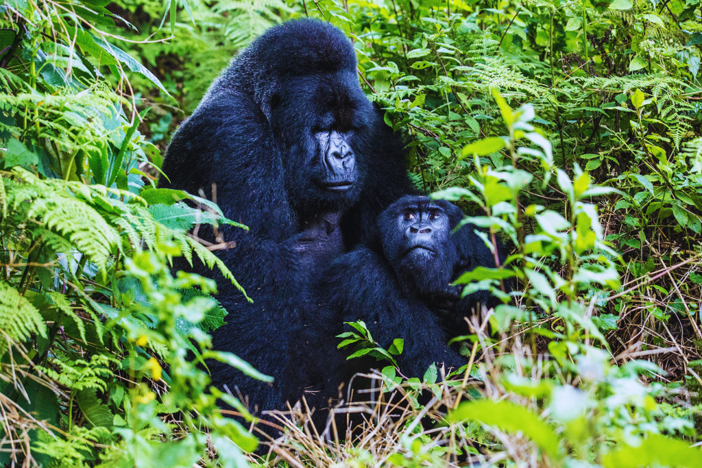 African Safaris & Tours